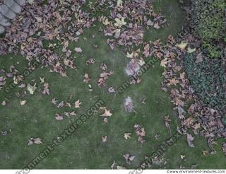 Photo Textures of Ground Grass